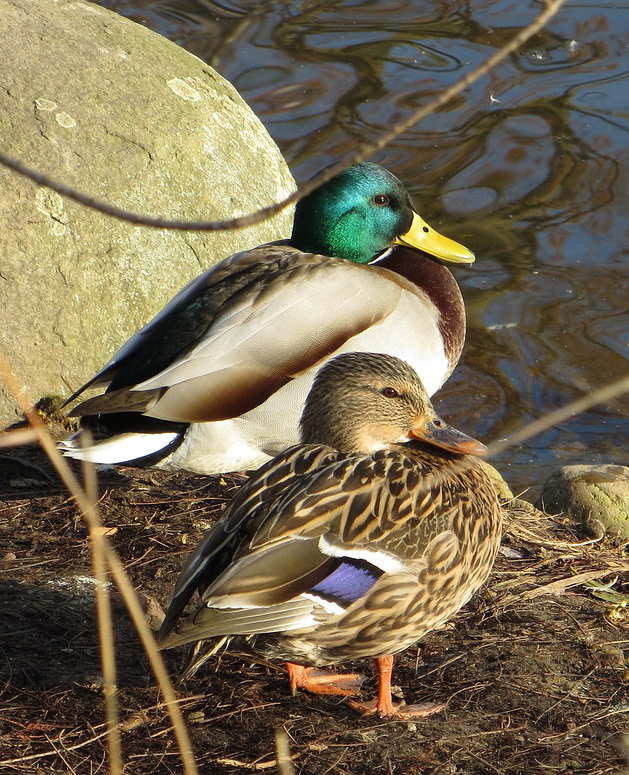 Enten unbehandelt