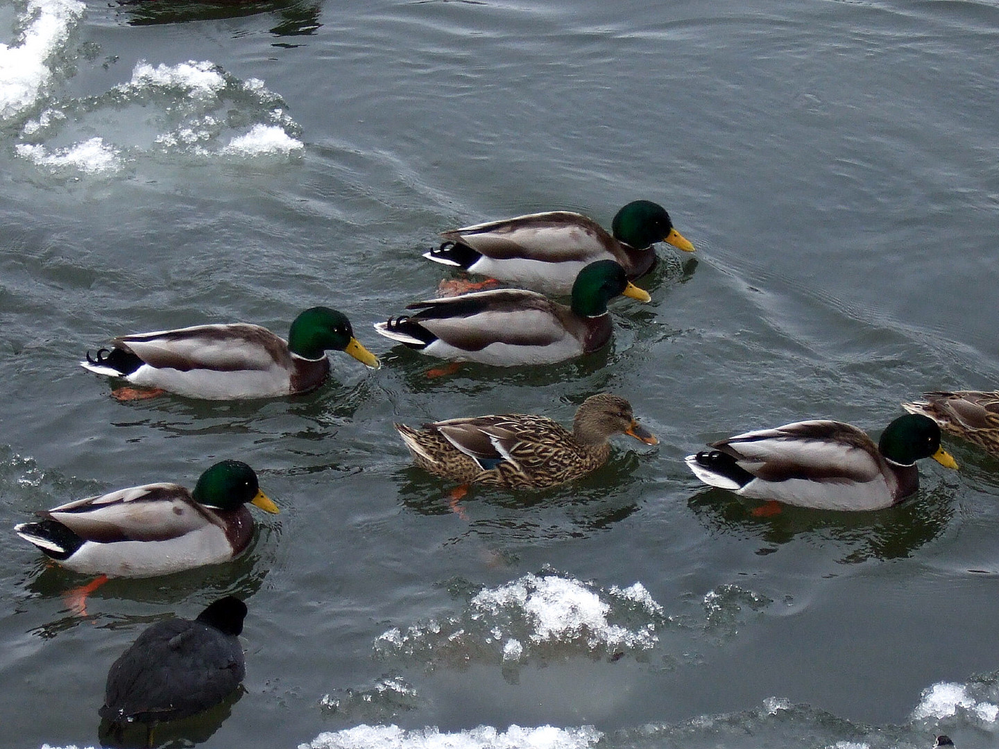 -Enten und die ersten Eisschollen-