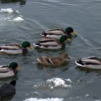 -Enten und die ersten Eisschollen-