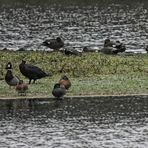 Enten und Erpel auf einer Landzunge im NSG Am Tibaum