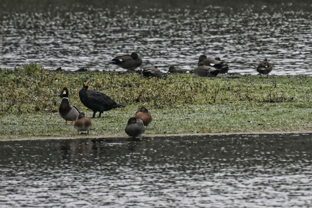 Enten und Erpel auf einer Landzunge im NSG Am Tibaum