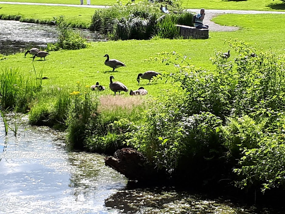 Enten und Gänse am Parkweiher