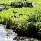 Enten und Gänse am Parkweiher