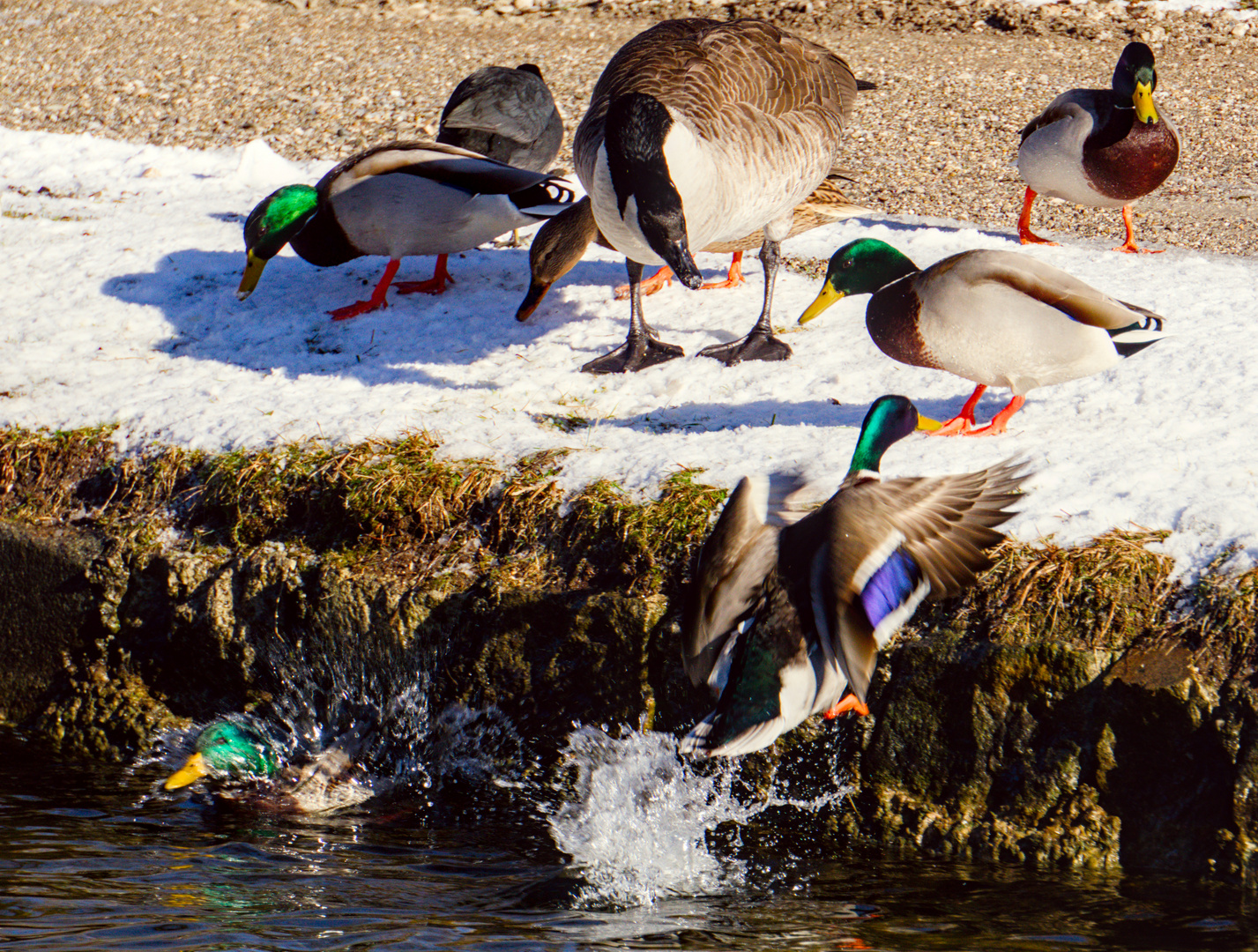 Enten und Gans