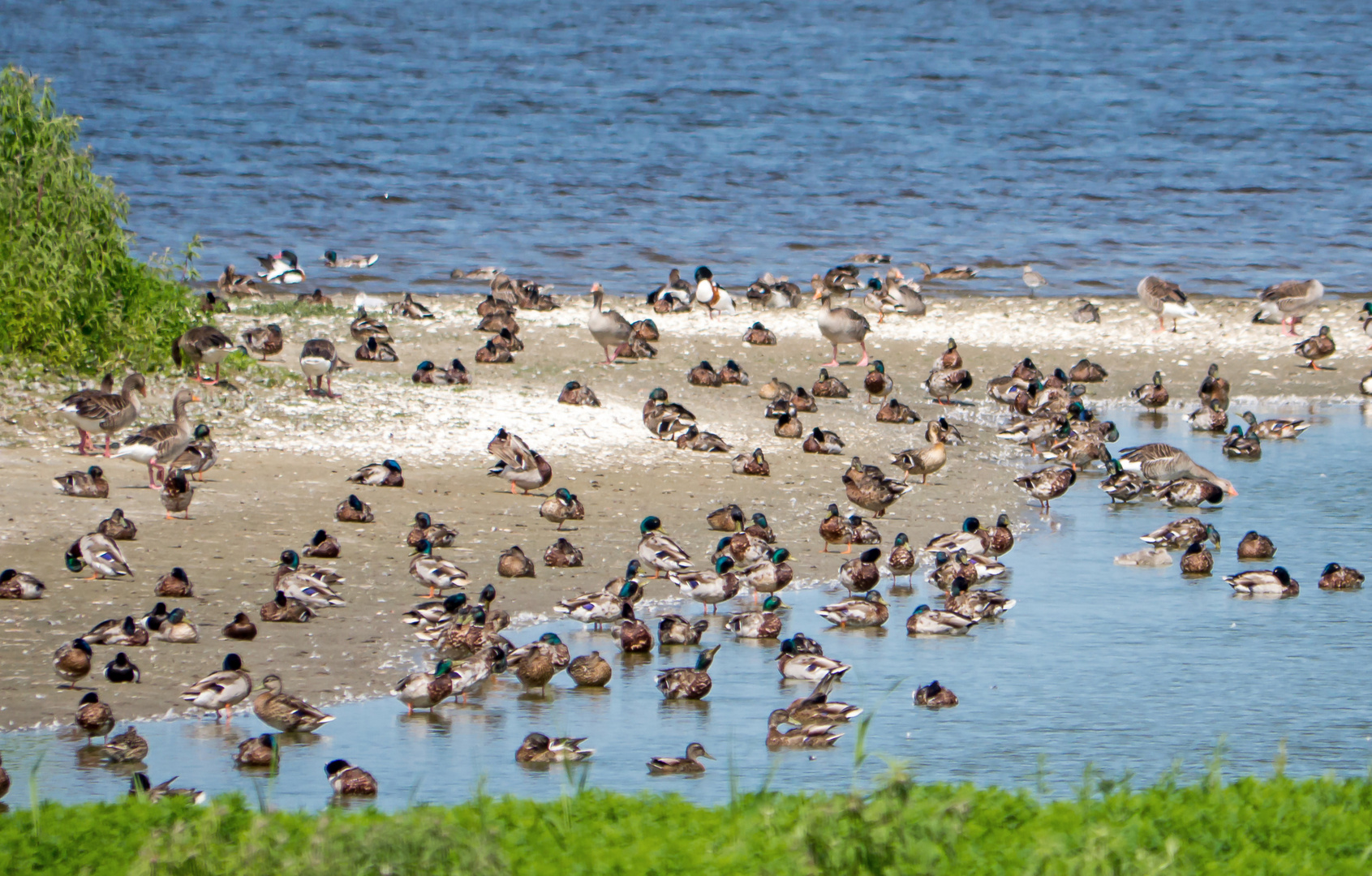 Enten und Graugänse im Naturschutzgebiet Leyhörner Bucht