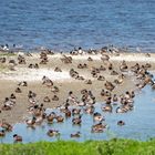 Enten und Graugänse im Naturschutzgebiet Leyhörner Bucht