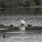 Enten und Jungschwan an der Spitze einer Landzunge im NSG Am Tibaum