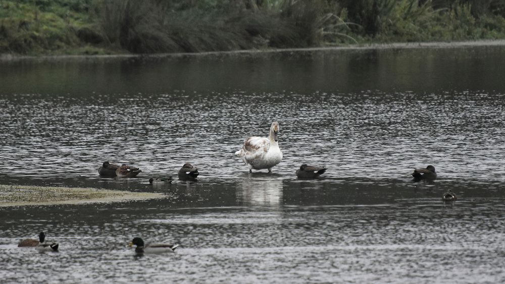 Enten und Jungschwan an der Spitze einer Landzunge im NSG Am Tibaum