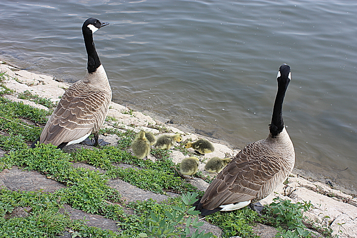 Enten und Küken eine Familie