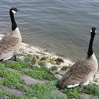 Enten und Küken eine Familie