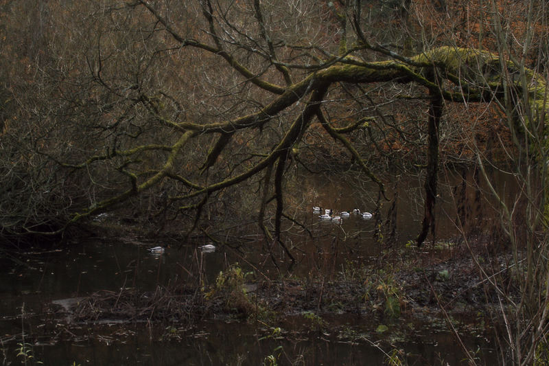 Enten unter altem Baum