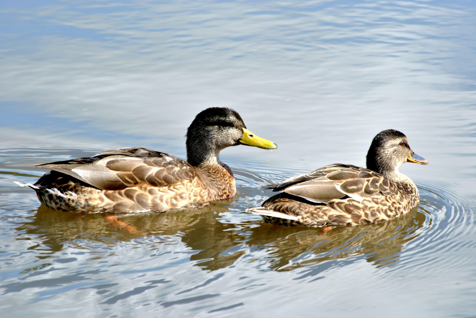 Enten unter sich