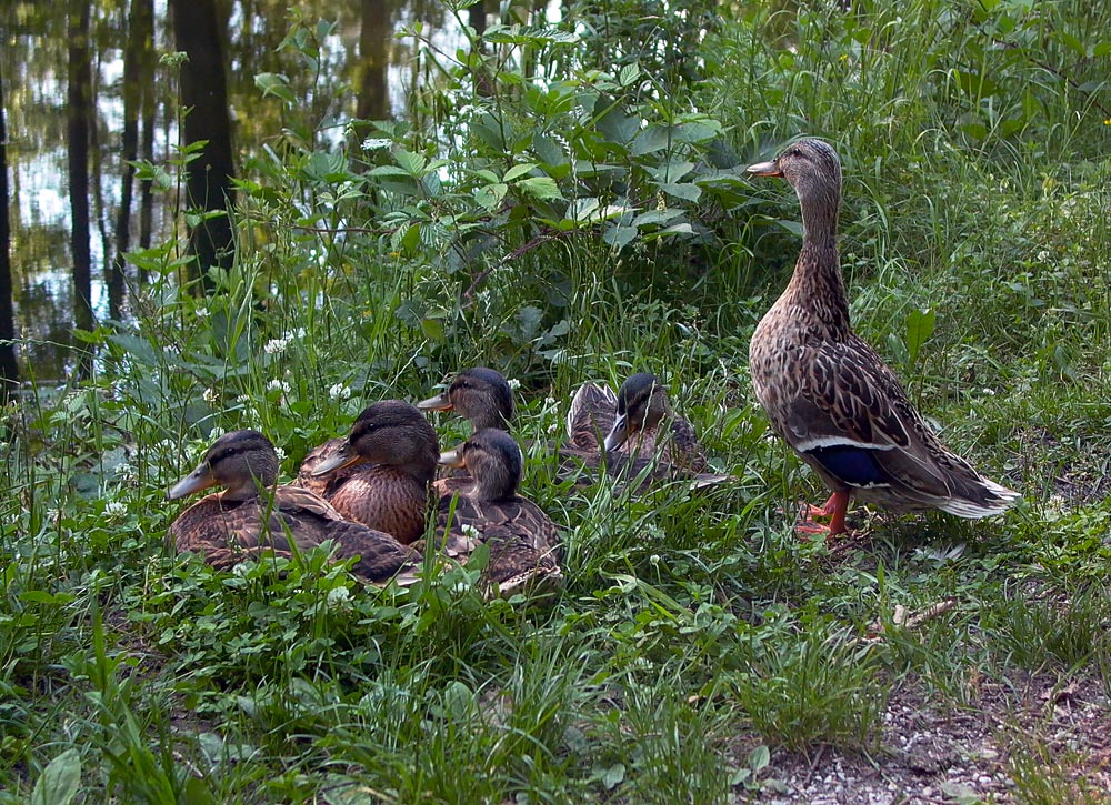 Enten-Unterricht