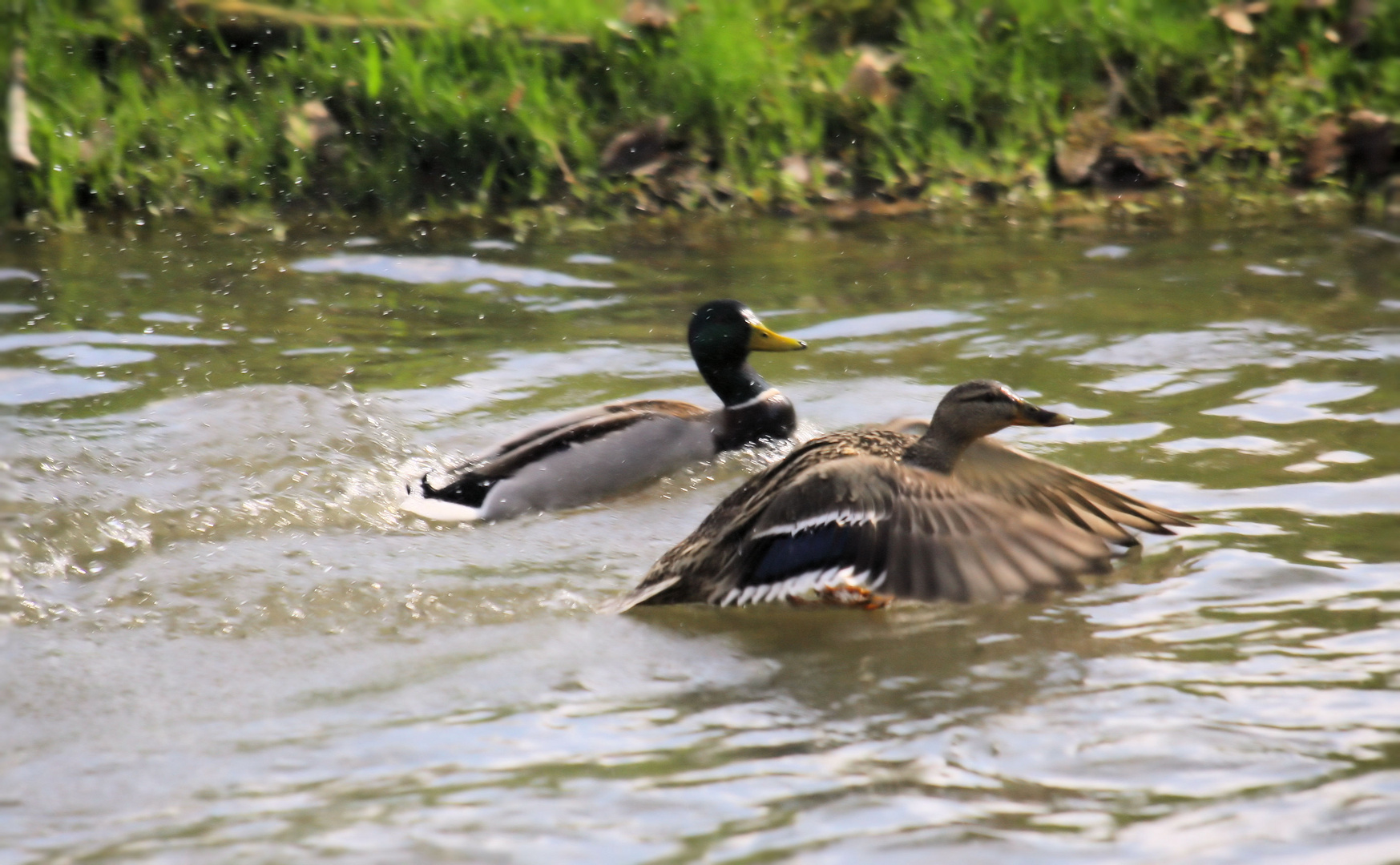 enten unterwegs