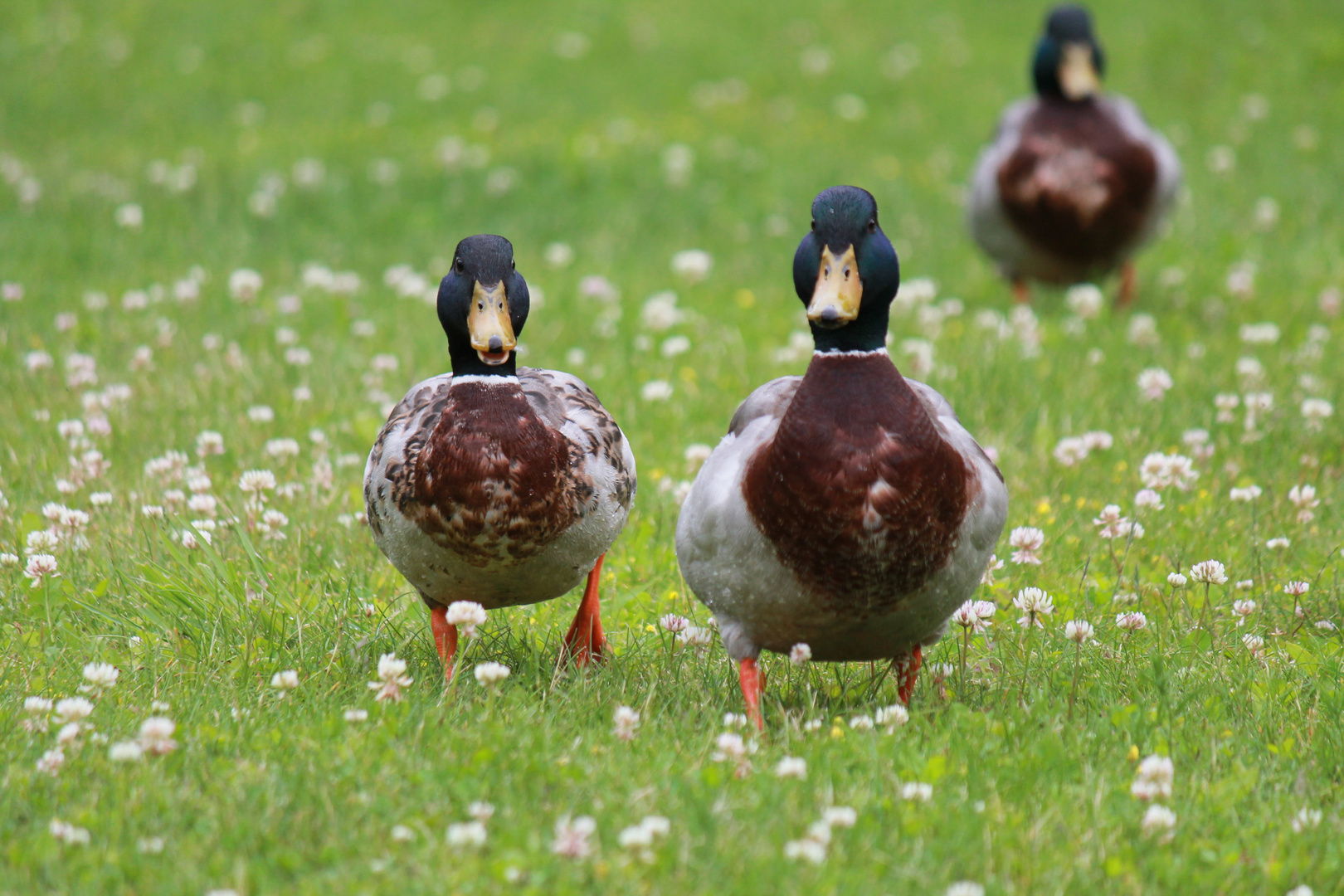 Enten unterwegs