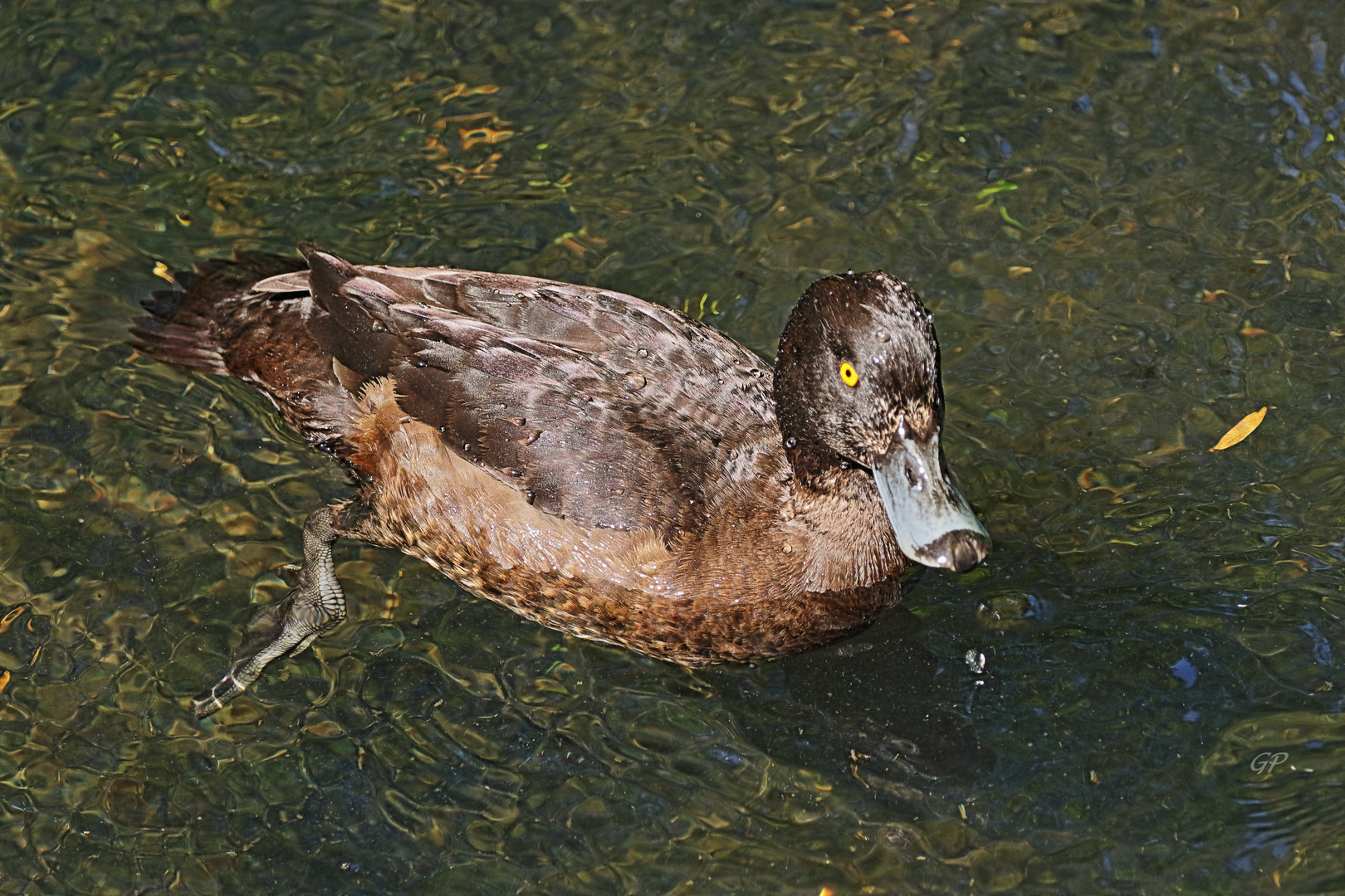 Enten VI