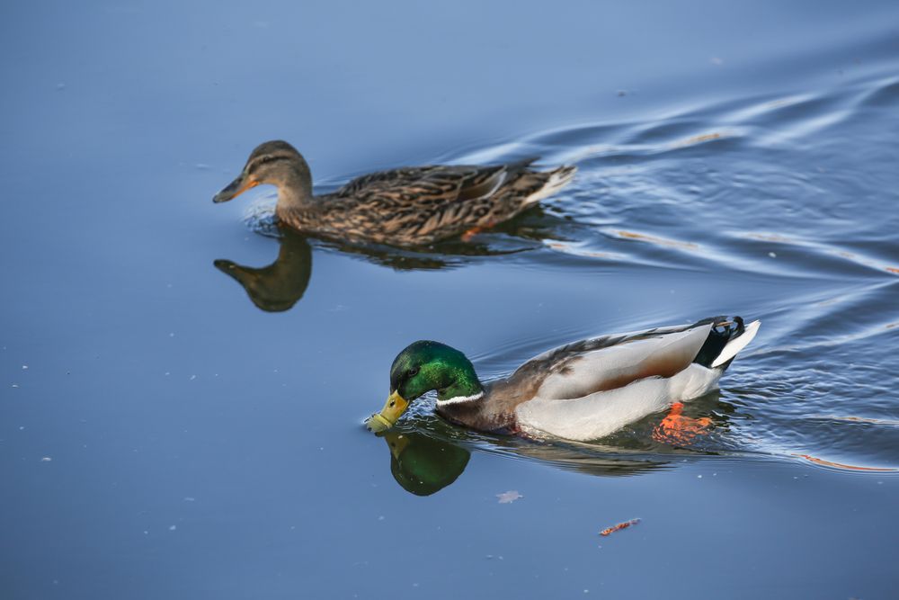 Enten von der Saar