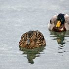 Enten vor der Oper