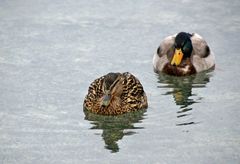 Enten vor der Oper