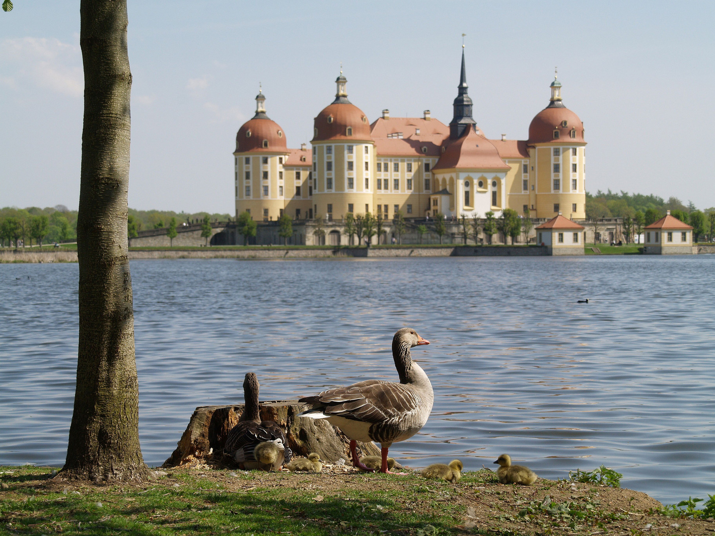 Enten vor Schloss Moritzburg