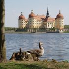 Enten vor Schloss Moritzburg