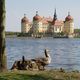 Enten vor Schloss Moritzburg