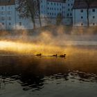 Enten vorm Herzogschloss