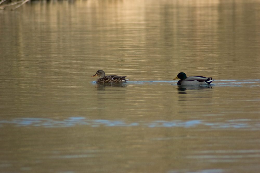 Enten waren auch da