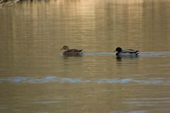 Enten waren auch da