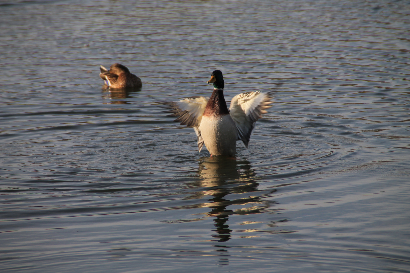 Enten-Wasch-Tag :-D