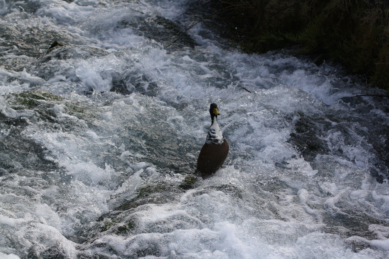 Enten-Wellness