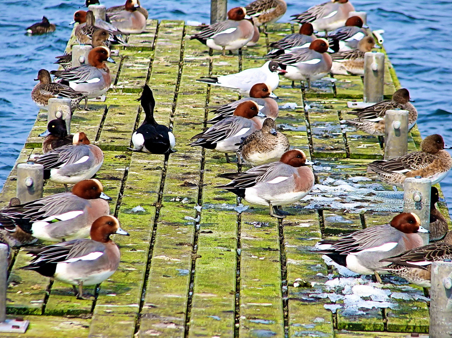 Enten Winterrastplatz