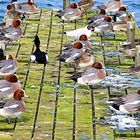 Enten Winterrastplatz