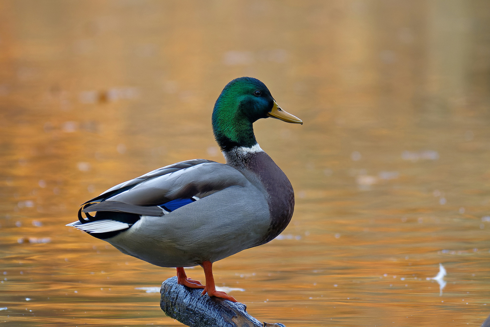 Enten Woche