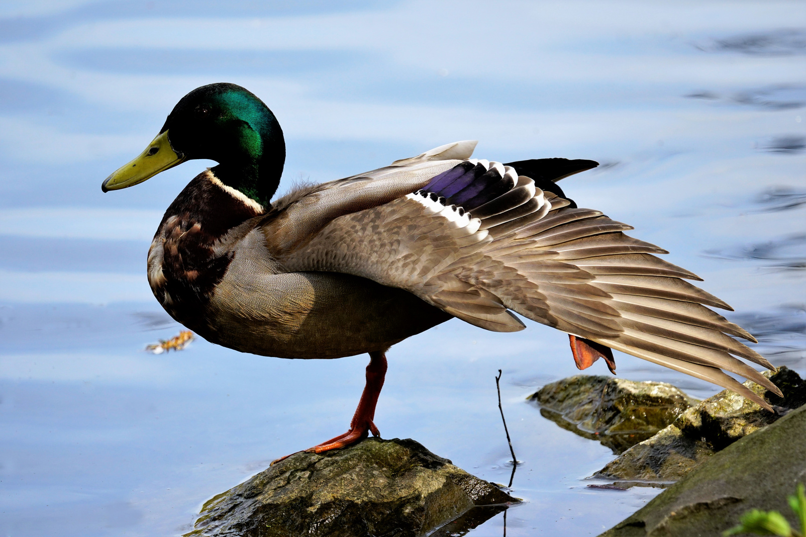 Enten-Yoga