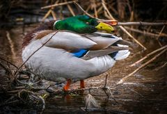 "ENTEN YOGA" 