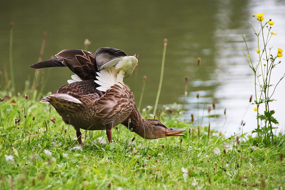 Enten-Yoga !!!