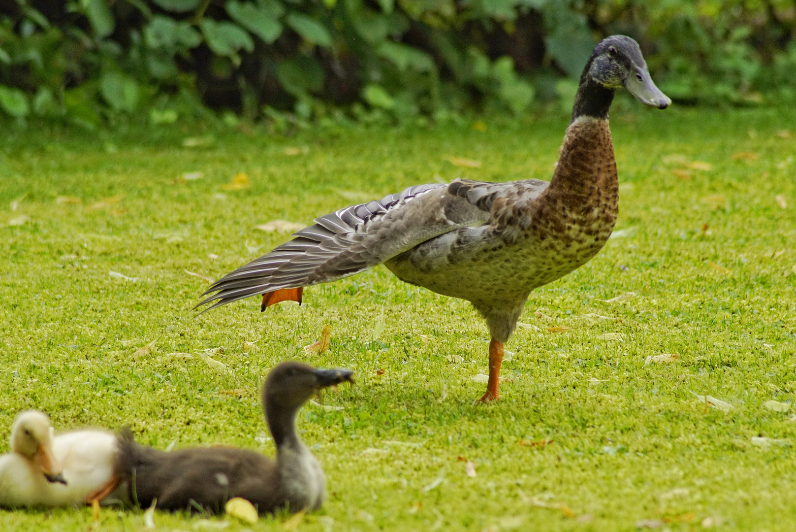 Enten Yoga