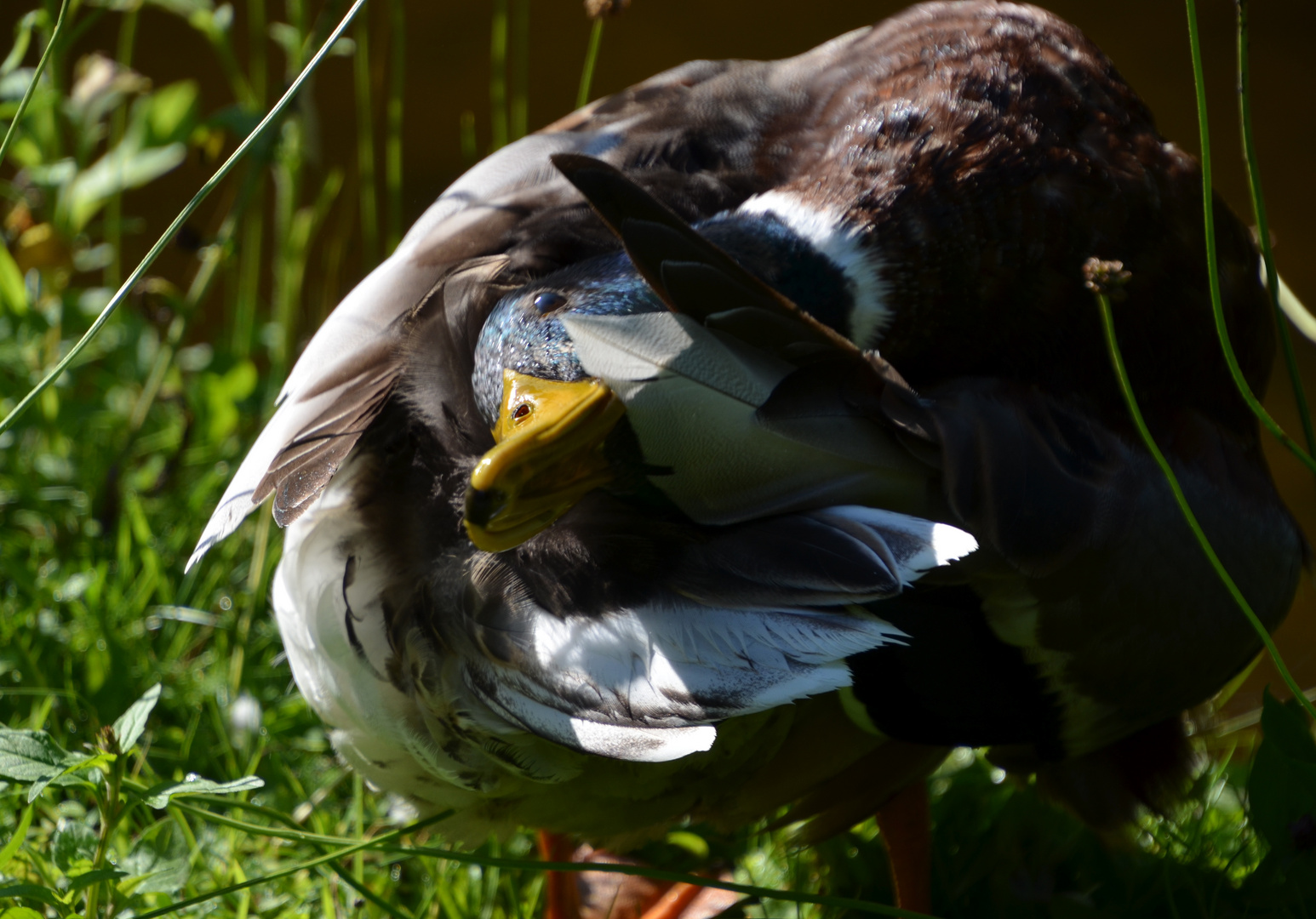 Enten-Yoga