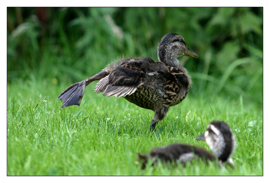 Enten-Yoga...