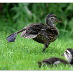 Enten-Yoga...