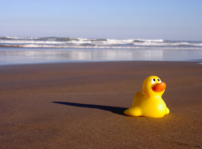 Enten zieht es halt immer zum Wasser