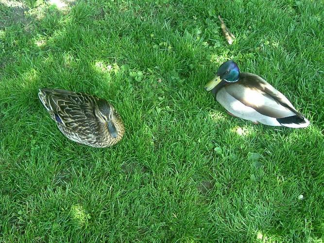 Enten Zoo Schönbrunn