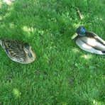 Enten Zoo Schönbrunn