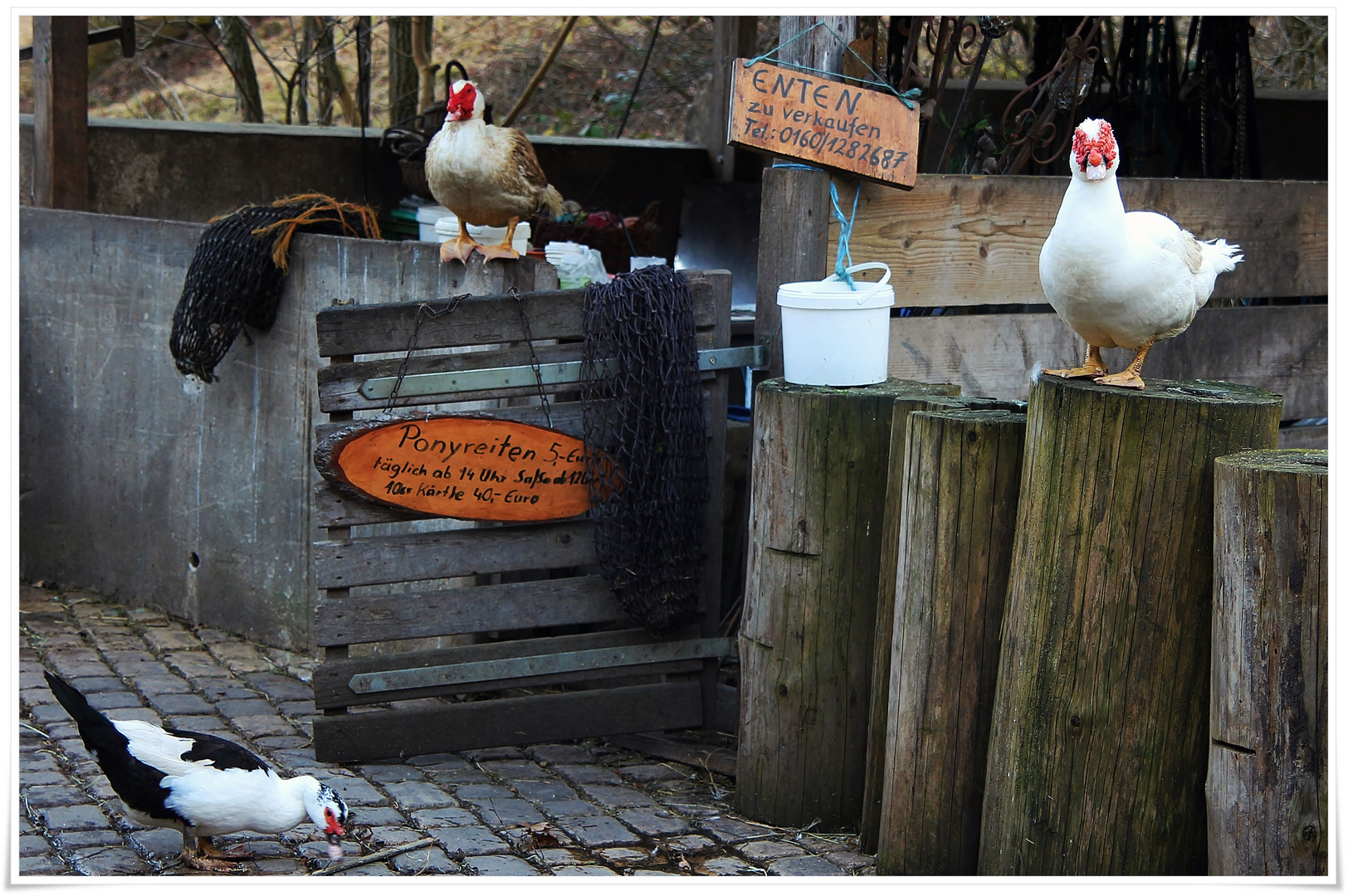 Enten zu verkaufen