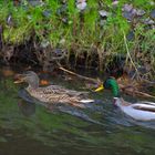 Enten_0171