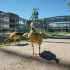 Enten,(äh-Nilgänse,sorry:-) am Wassergarten Reden