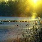 Entenaufflug vom Eisloch im Gegenlicht