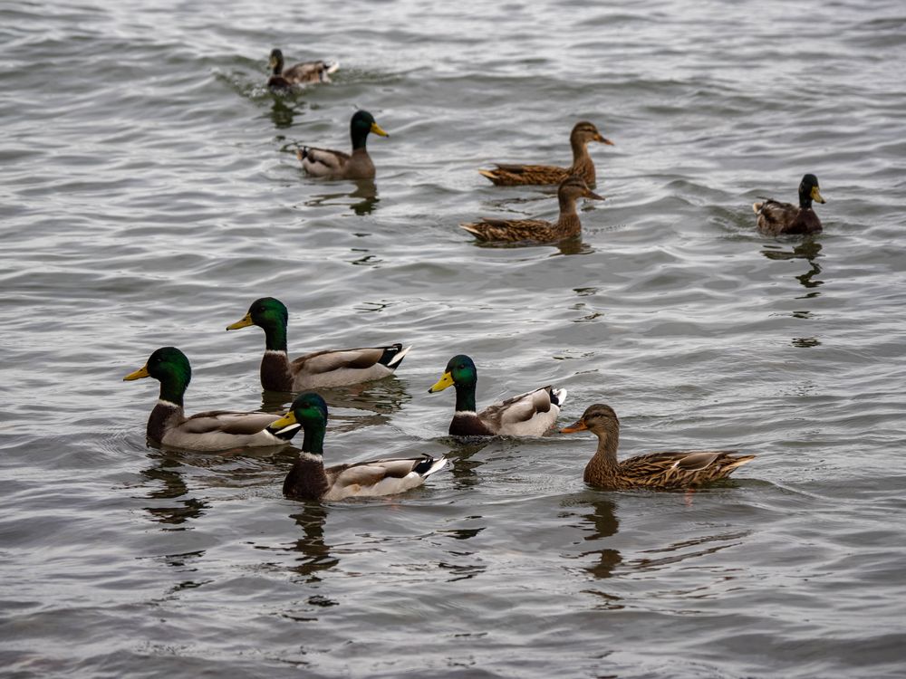 Enten(auflauf) schwimmen