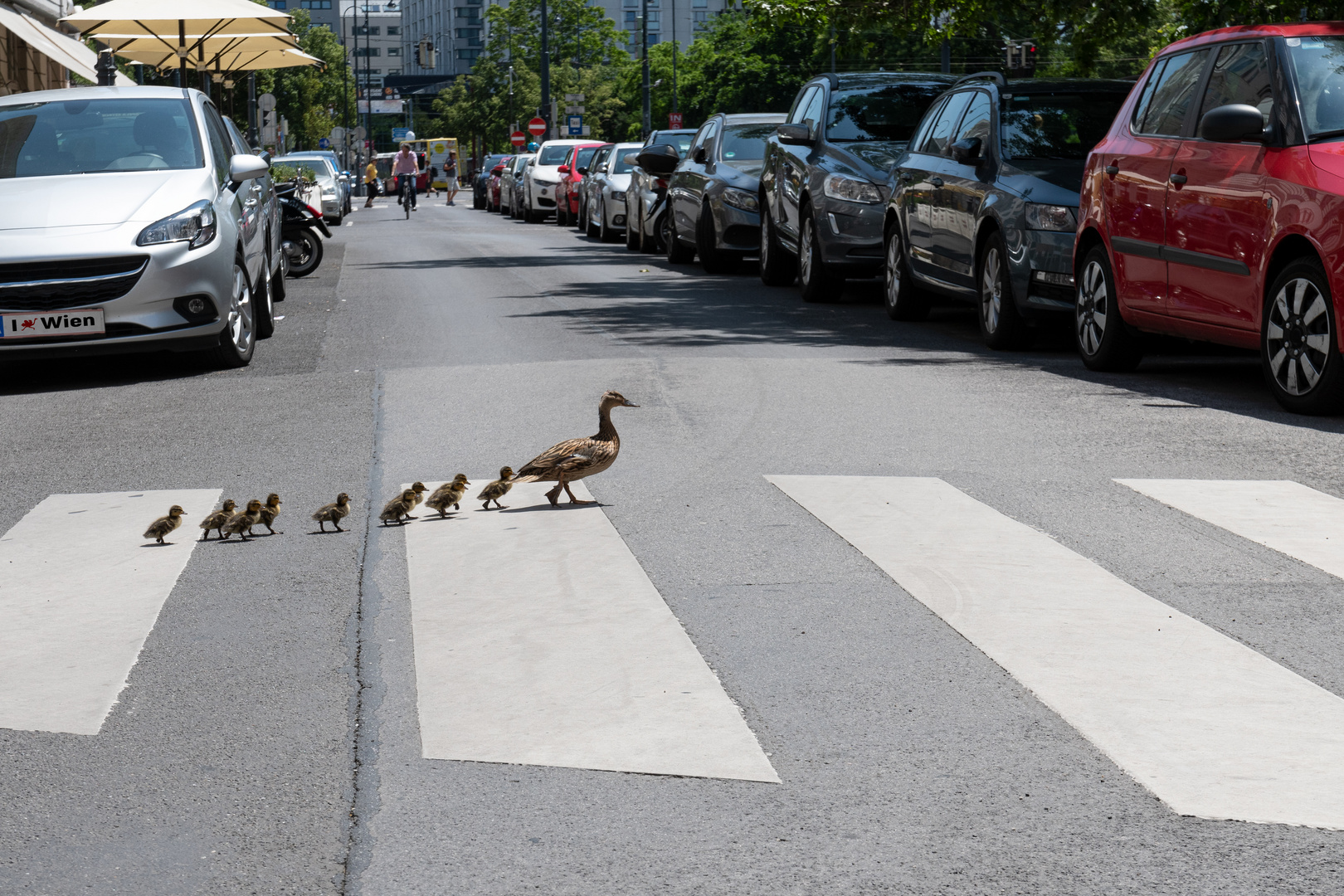 Entenausflug im ersten Bezirk